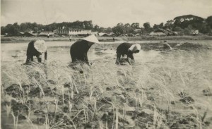 Les rizières d'Indochine dans les années 1950